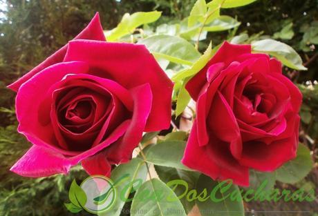 ¡HASTA SIEMPRE PEPI! OLYMPUS DIGITAL CAMERA