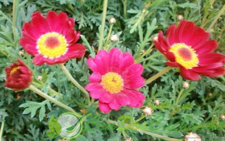 ¡HASTA SIEMPRE PEPI! 004