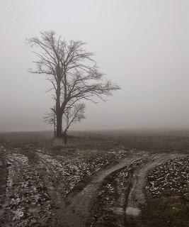 Stephane Furber: Daphne (3):