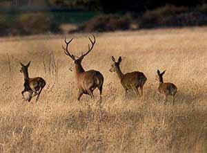 La Berrea en los Montes de Toledo