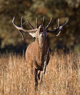 La Berrea en los Montes de Toledo