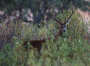 La Berrea en los Montes de Toledo