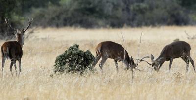 La Berrea en los Montes de Toledo