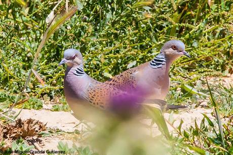 WATCHING SOME NAVARRA SPAIN BIRDS-MIRANDO AVES DE NAVARRA