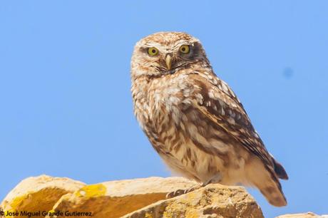 WATCHING SOME NAVARRA SPAIN BIRDS-MIRANDO AVES DE NAVARRA