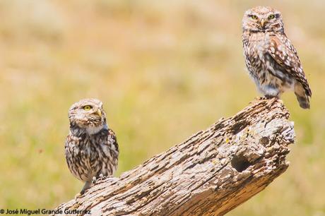 WATCHING SOME NAVARRA SPAIN BIRDS-MIRANDO AVES DE NAVARRA