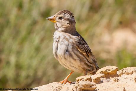 WATCHING SOME NAVARRA SPAIN BIRDS-MIRANDO AVES DE NAVARRA