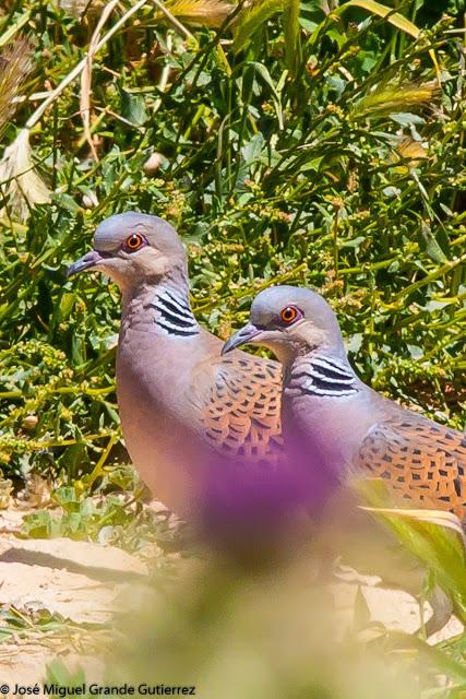 WATCHING SOME NAVARRA SPAIN BIRDS-MIRANDO AVES DE NAVARRA