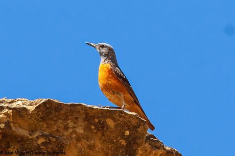 WATCHING SOME NAVARRA SPAIN BIRDS-MIRANDO AVES DE NAVARRA