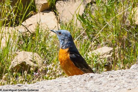 WATCHING SOME NAVARRA SPAIN BIRDS-MIRANDO AVES DE NAVARRA