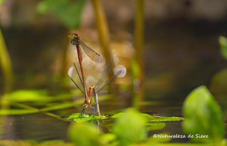 Caballitos rojos - Dragonflies