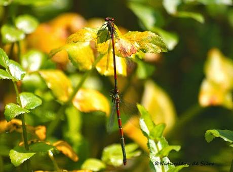 Caballitos rojos - Dragonflies