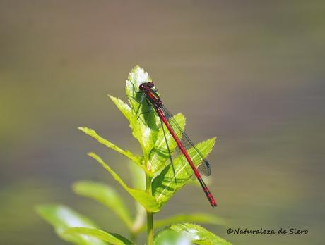 Caballitos rojos - Dragonflies