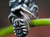 Araña "Skeletor"
