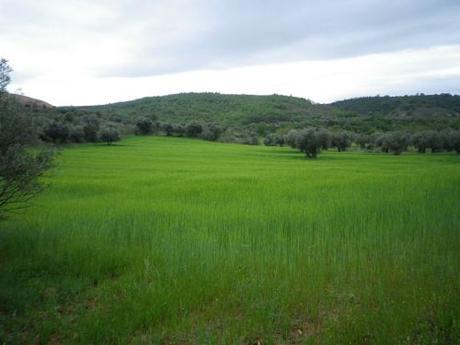 Trigales y olivos … 150528 trigales 1