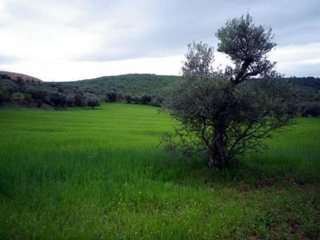 Trigales y olivos … 150528 trigales 2