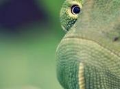 Hombre sopló humo marihuana camaleón absuelto crueldad animal