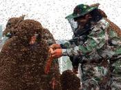 Hombre viste traje hecho millones abejas intento establecer récord mundial