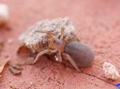 Filistata canariensis