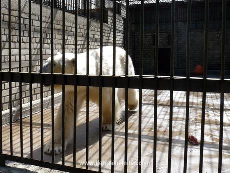 Oso polar en el zoo