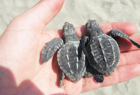 Tortugas Kowabunga Ecoproject