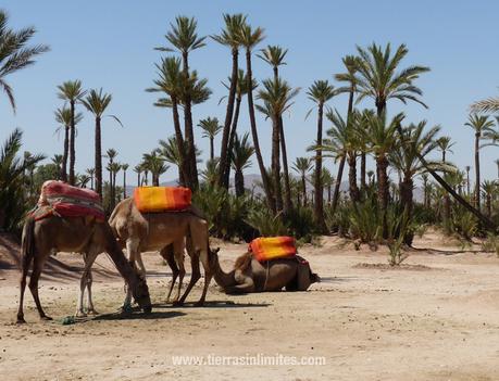 Dromedarios en Marruecos