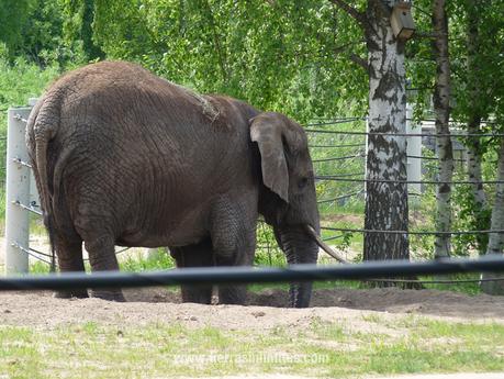Elefante en zoo