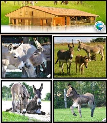 La cosmética orgánica de SO’BIO ÉTIC y su línea de productos a la leche de burra