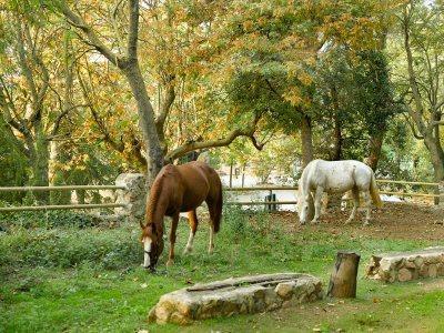 26-hotel-apartamentos-rurales-tarragona-sercotel-villa-engracia-caballos