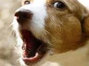 ¿Qué significa soñar ladridos?