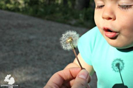 soplando un diente de león