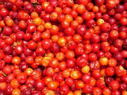 aceroal13 Acerola: Un súper alimento rico en vitamina C (ideal para deportistas y estresados)