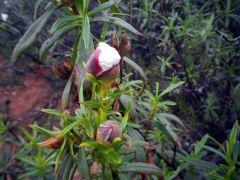 Flores y capullos de la jara 150529 f y capullos 3