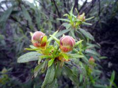 Flores y capullos de la jara 150529 f y capullos 2