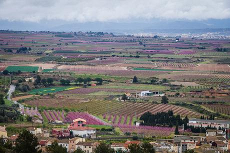 Campos de color