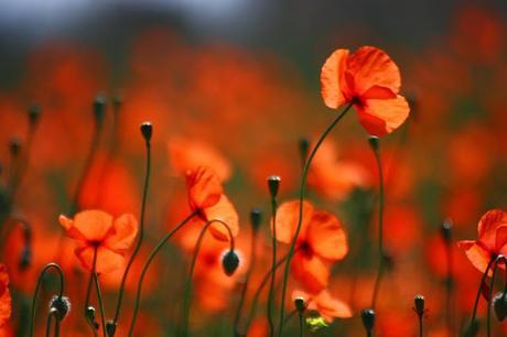 LOS ALIMENTOS COMO BIENES COMUNES LOS ALIMENTOS COMO BIENES COMUNES