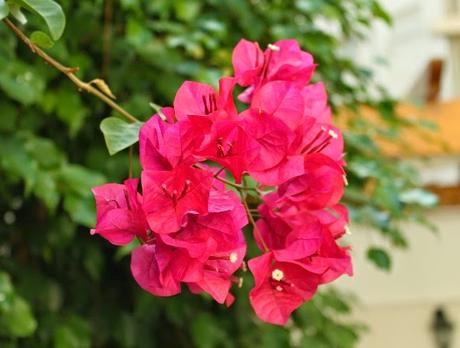 Plantas y flores de la A a la Z: B de buganvilla