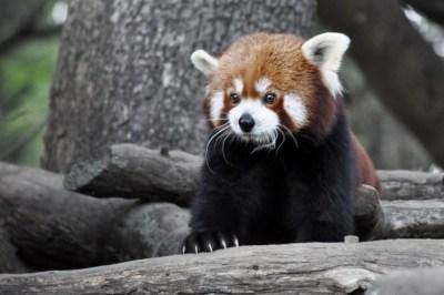 Panda_rojo_en_el_zoo_de_Jerez