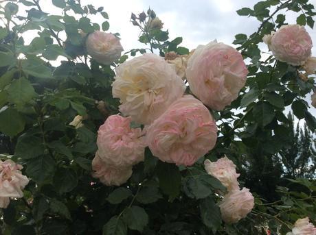 Jardines de La Rosaleda. Madrid