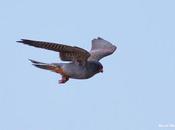 "Invasión" cernícalos patirrojos