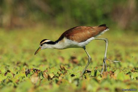Joven jacana