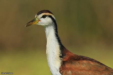 Joven jacana