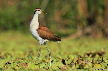 Joven jacana