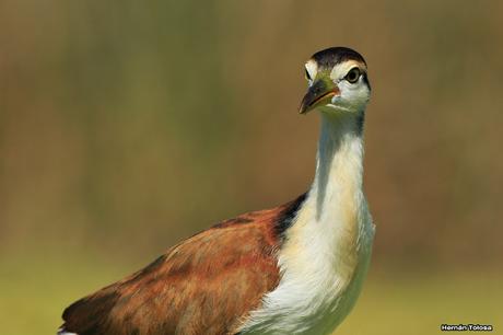 Joven jacana