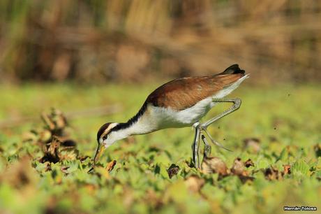 Joven jacana