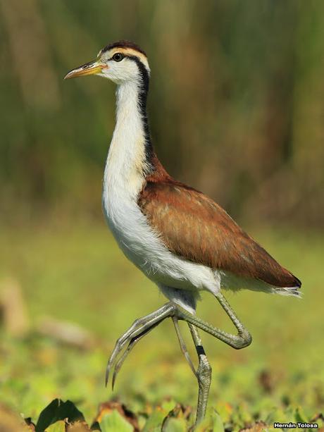 Joven jacana