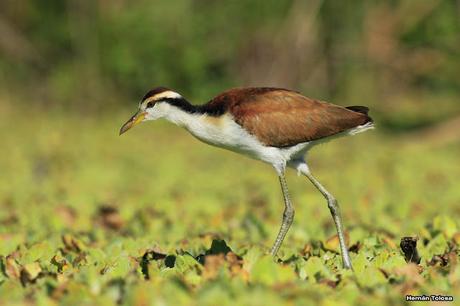 Joven jacana