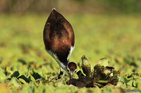 Joven jacana