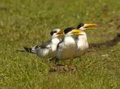 (Large-billed Tern) Phaetusa simplex