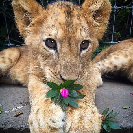Black Jaguar White Tiger